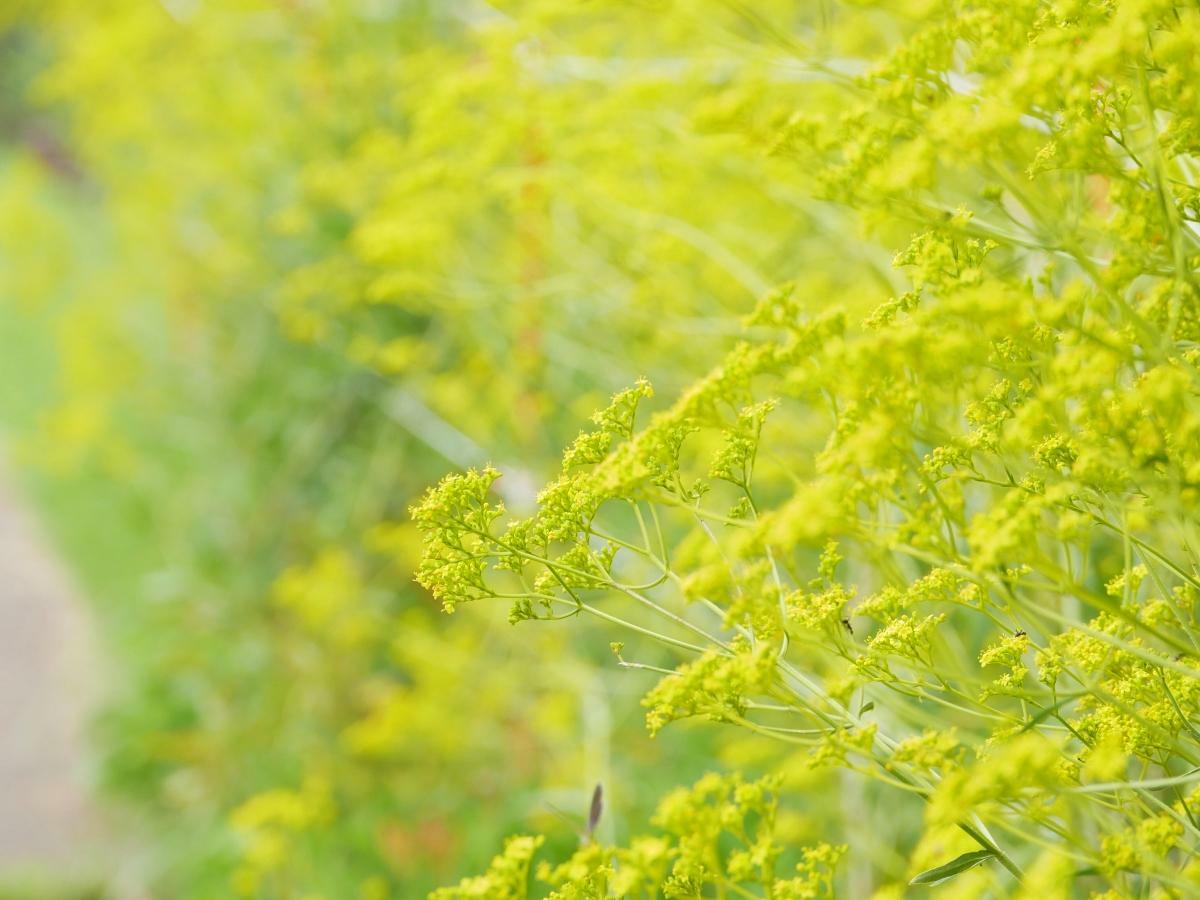 明るい黄色の花が鮮烈