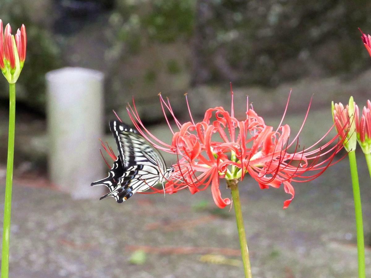 ヒガンバナの蜜を吸うアゲハチョウ