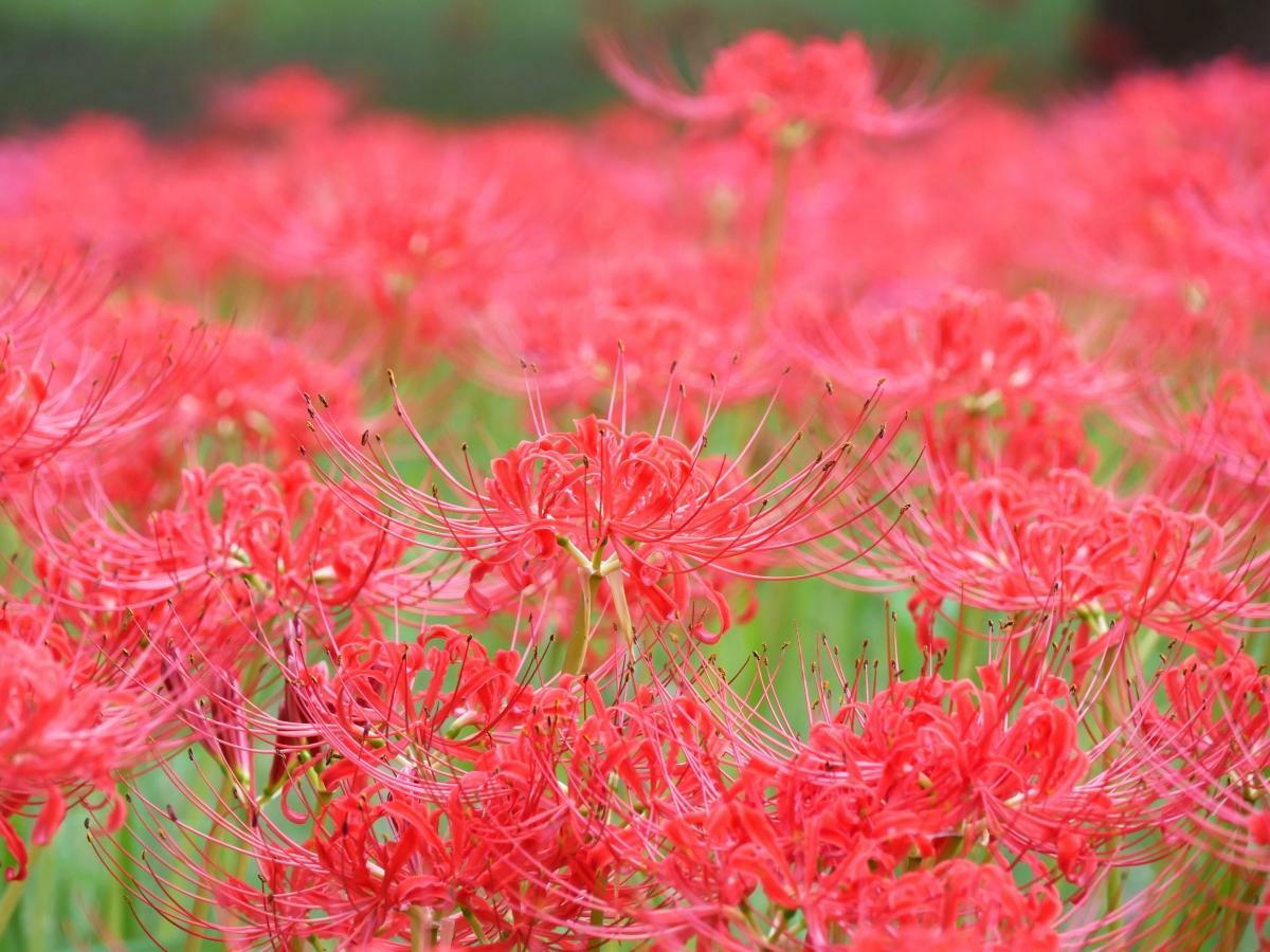 丘の中部では特に密集して開花中