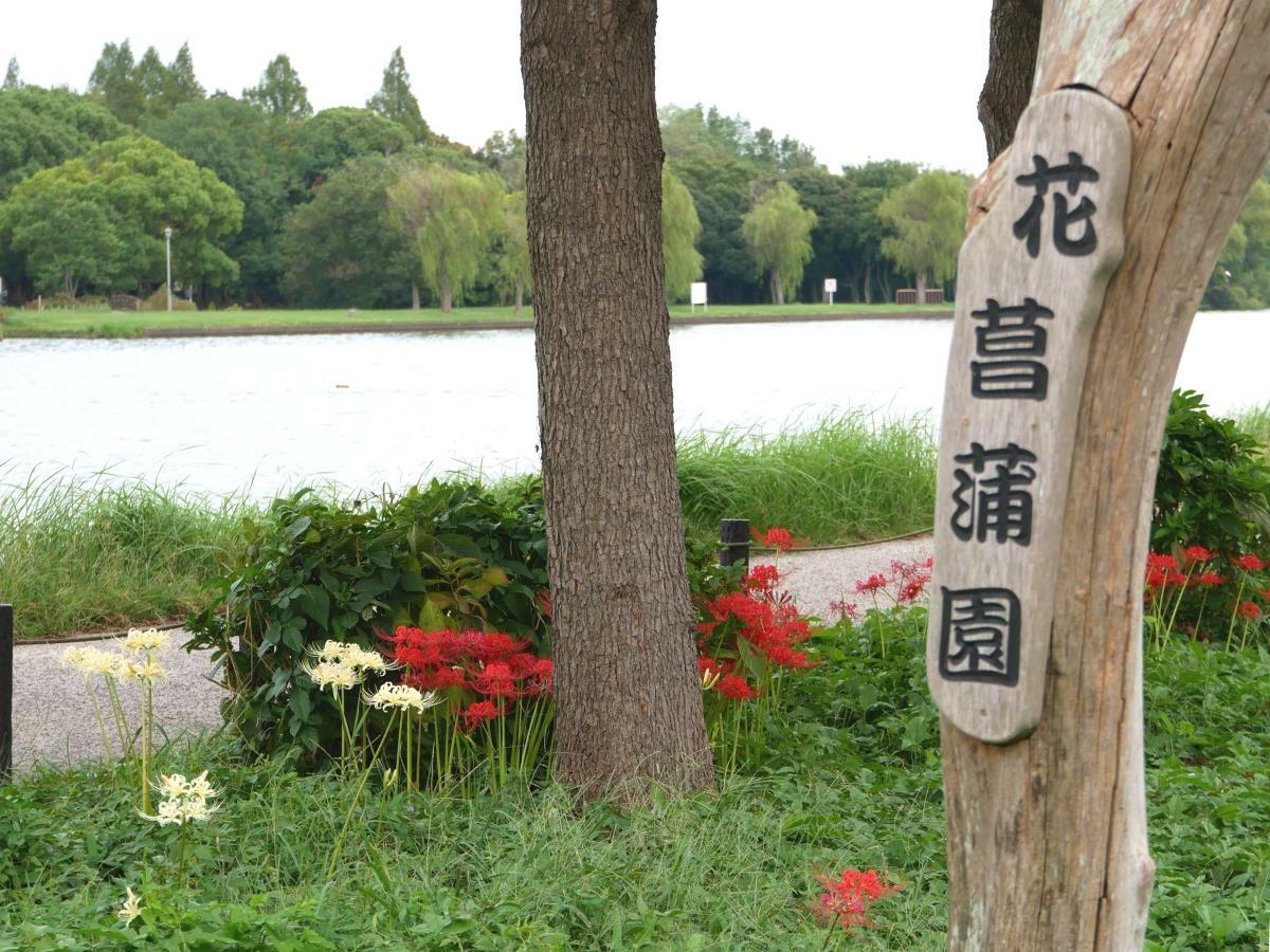 花菖蒲園の案内柱のそばに咲く花が水景色に映える