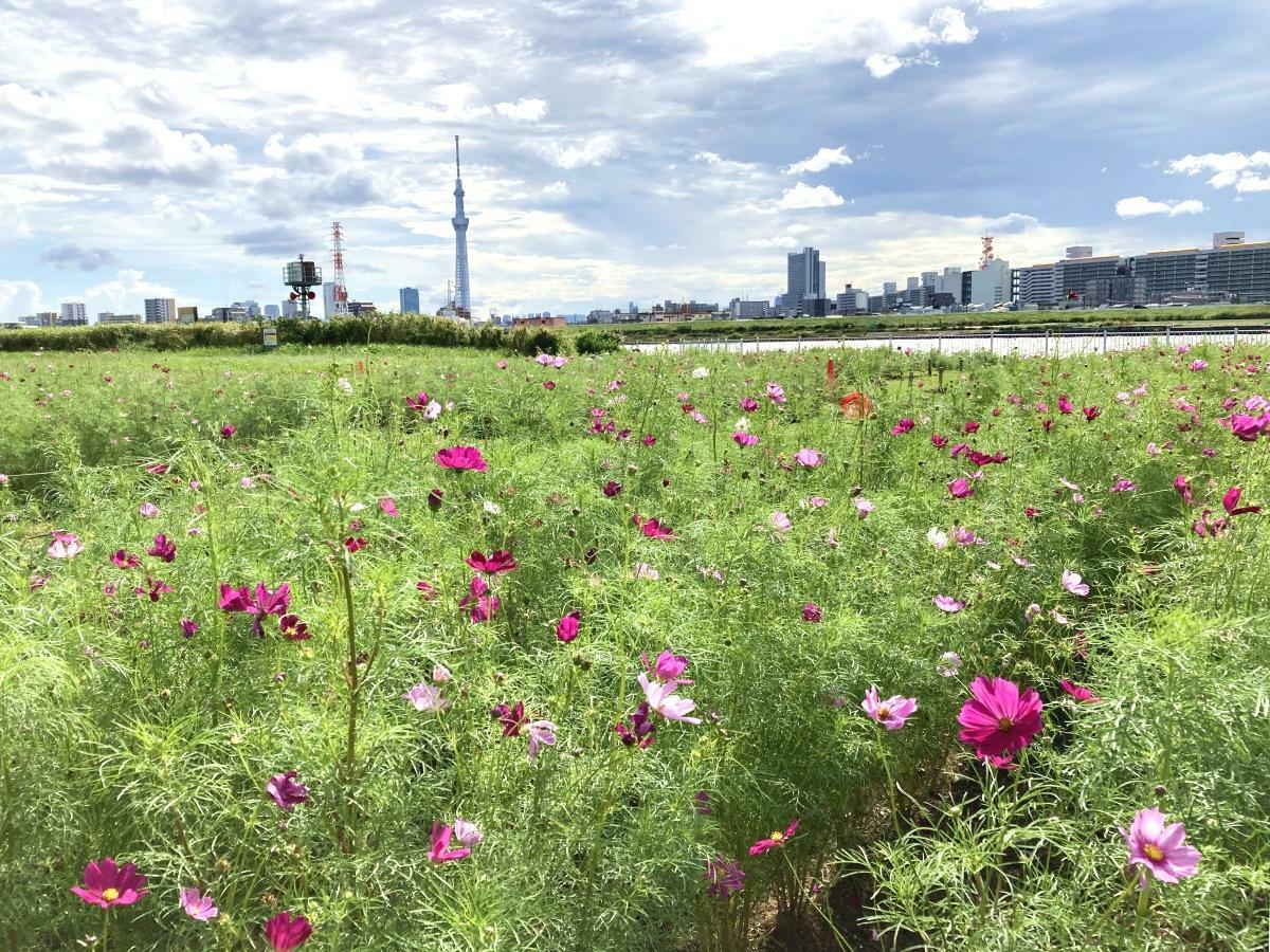 堀切水辺公園のコスモス畑