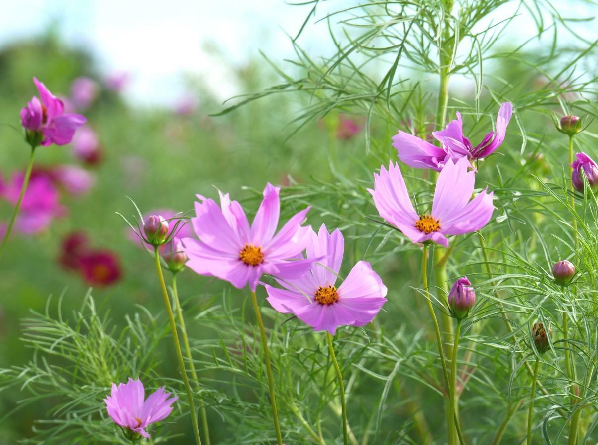 コスモスの明るい花色が鮮やか