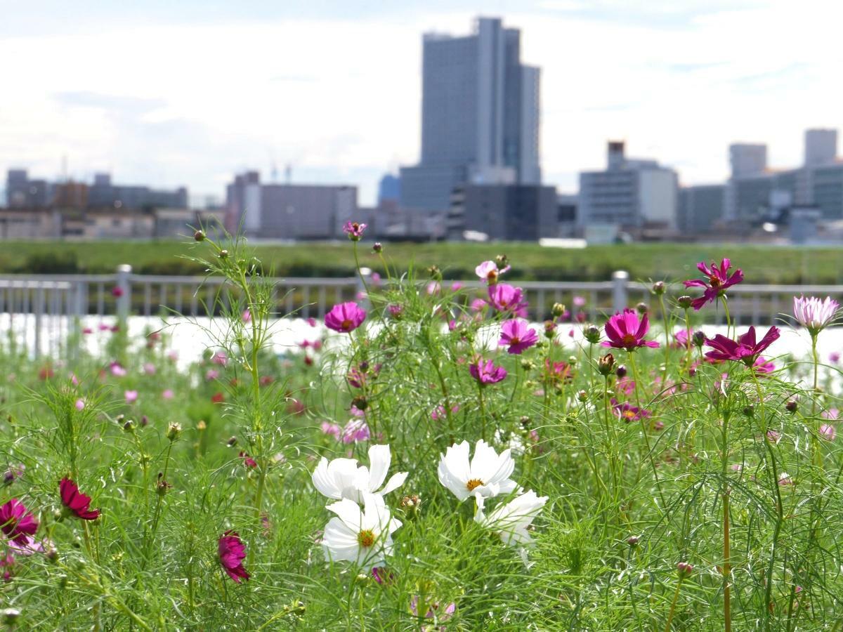 荒川の水景色に映えるコスモス