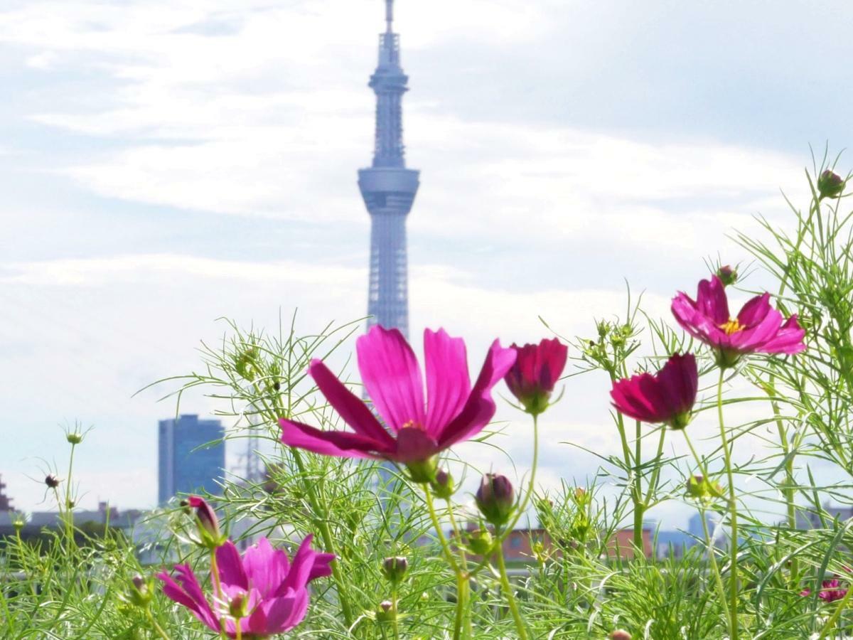 鮮やかなコスモスと東京スカイツリーの競演