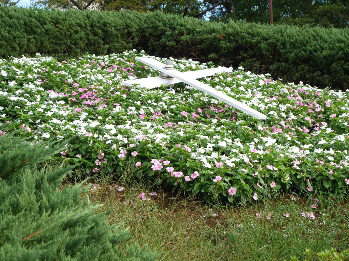 無数のニチニチソウが花時計を形作る