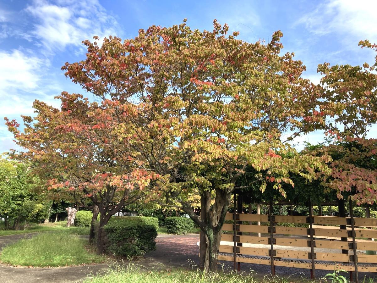 園内の北東部に並ぶ紅葉した木々