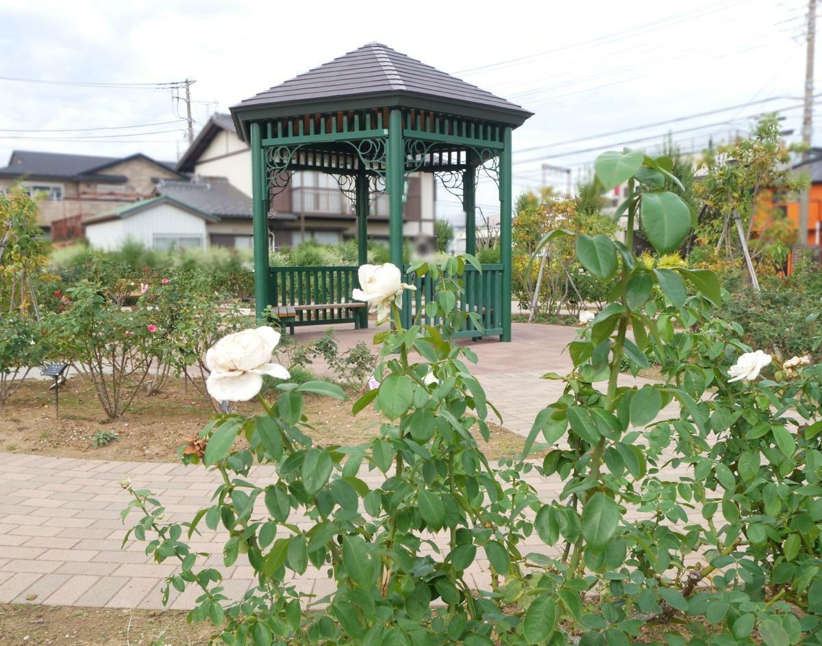 東側の入口近くのガゼボと白いバラ