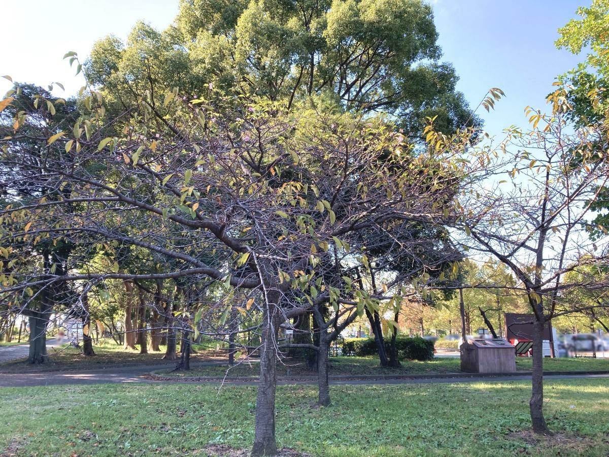 大半の葉が落ちた河津桜の木