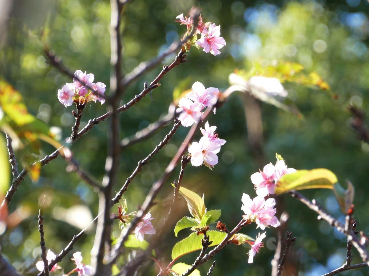 枝の上の方に咲いていた河津桜の花