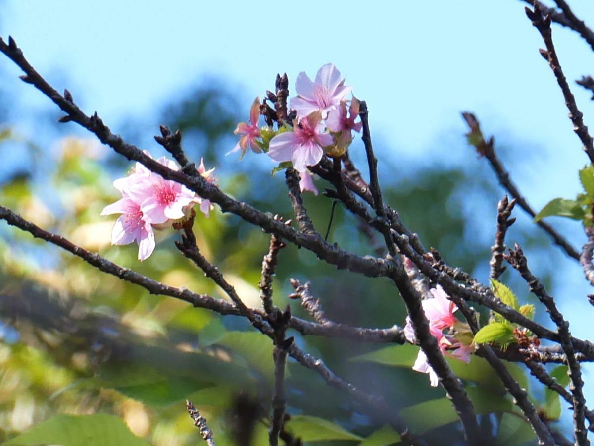 濃いピンクの河津桜が秋空に映える