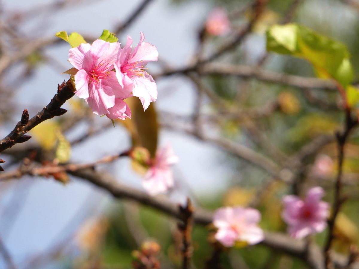 枝先に咲く河津桜