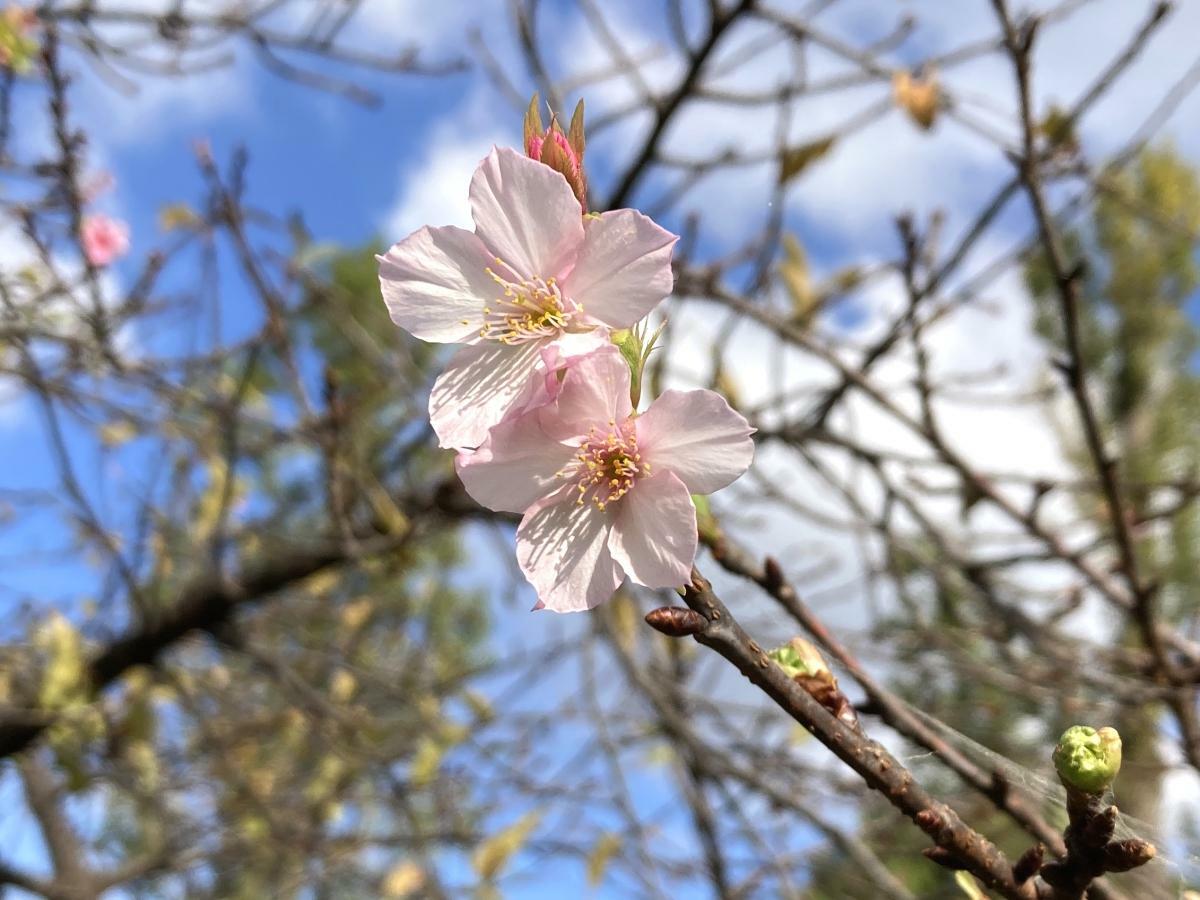 スマホで撮影した河津桜