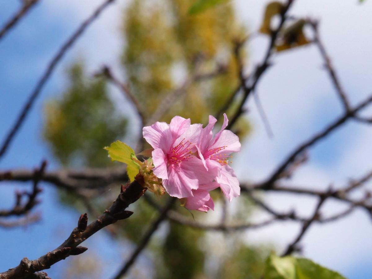 河津桜と黄葉しはじめたポプラ