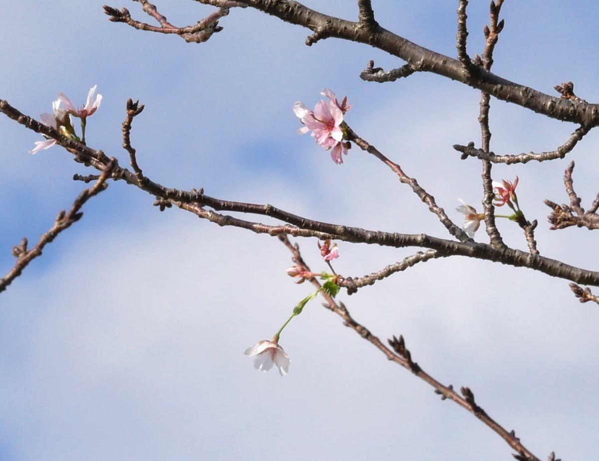 枝先で開花したソメイヨシノの花