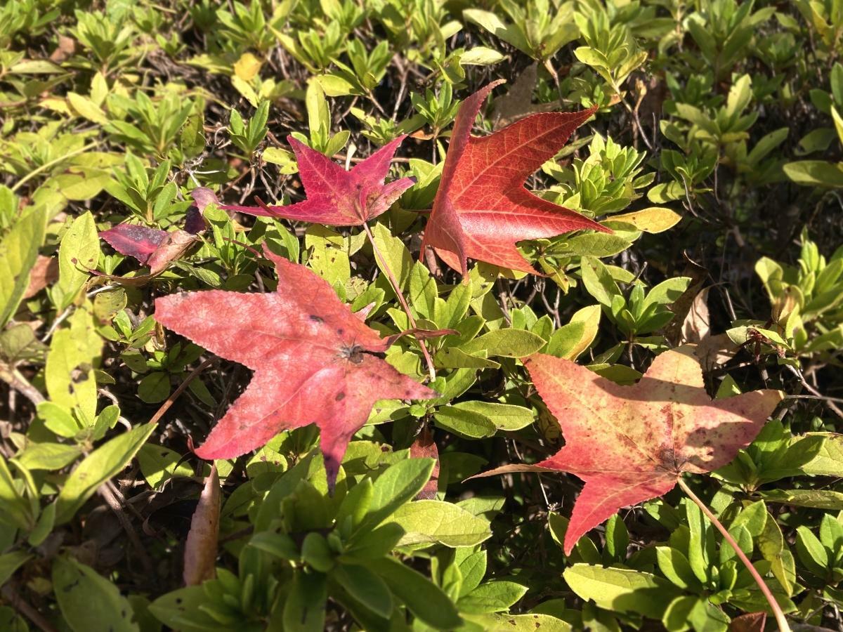 植え込みの上に散った葉も美しい