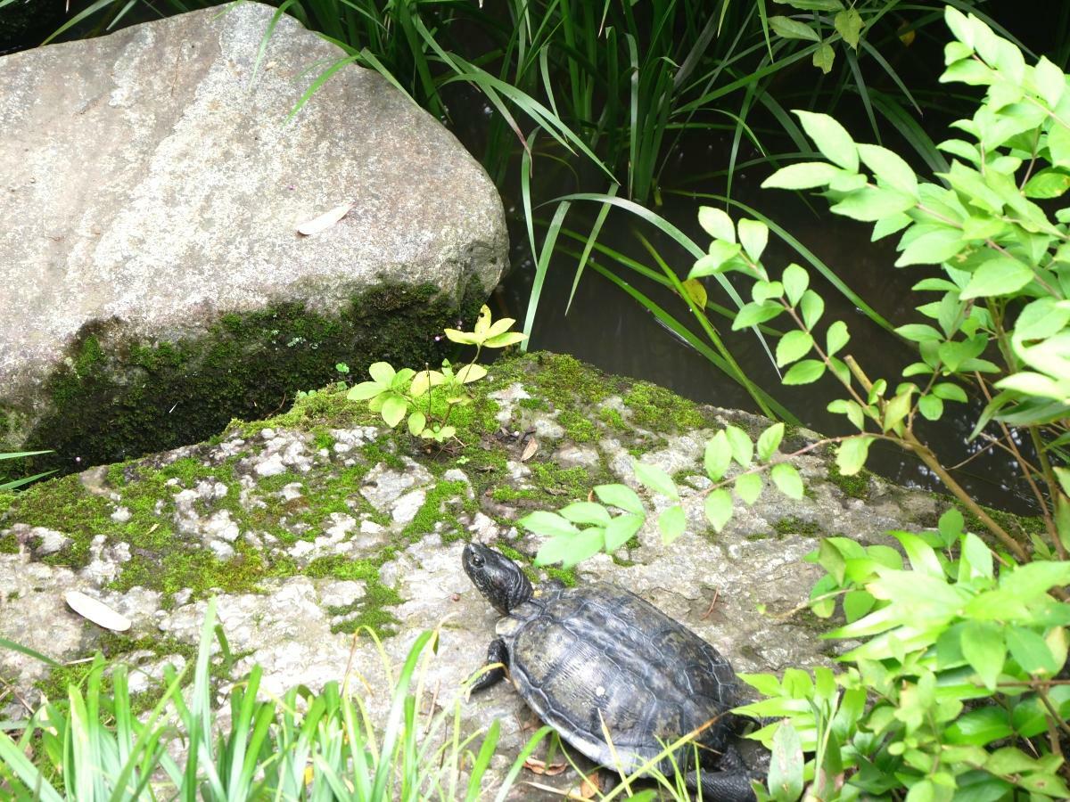 池の飛び石の上を歩くカメ