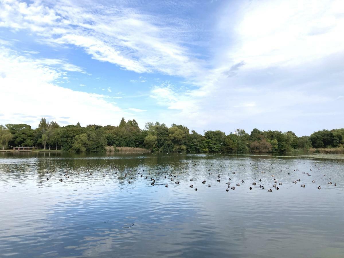 水元公園の小合溜