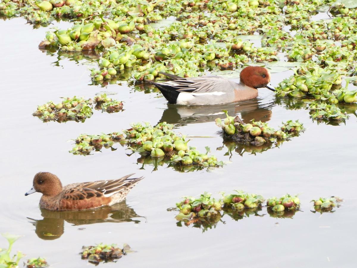 水生植物をついばむヒドリガモ。右がオス