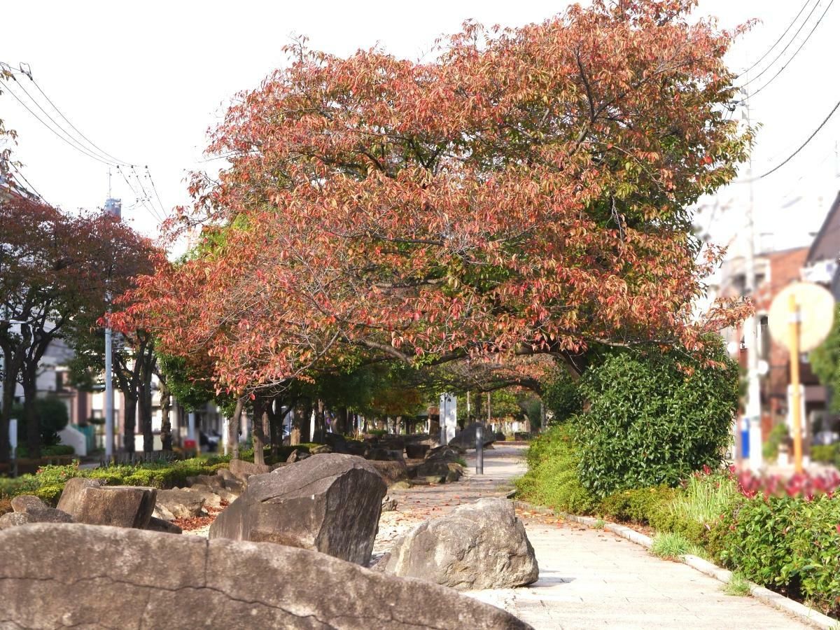 遊歩道を染める紅葉した桜の木々