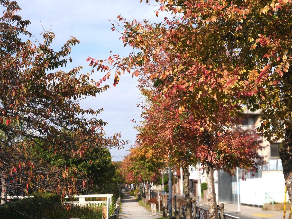 水路沿いを染める見事に紅葉した木々