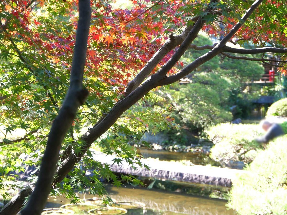 イロハモミジが鮮やかな池のほとり