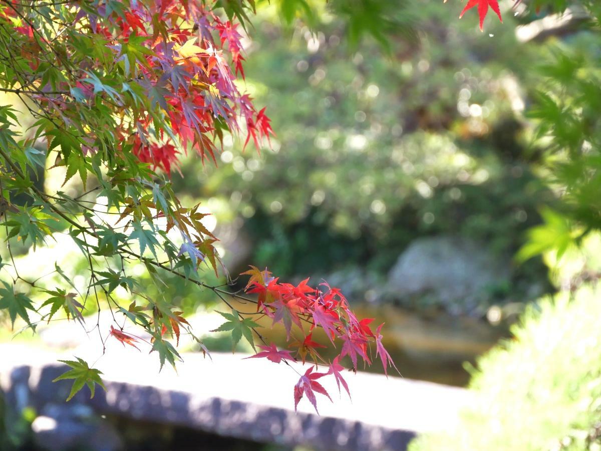 池の平石橋に紅葉が映える