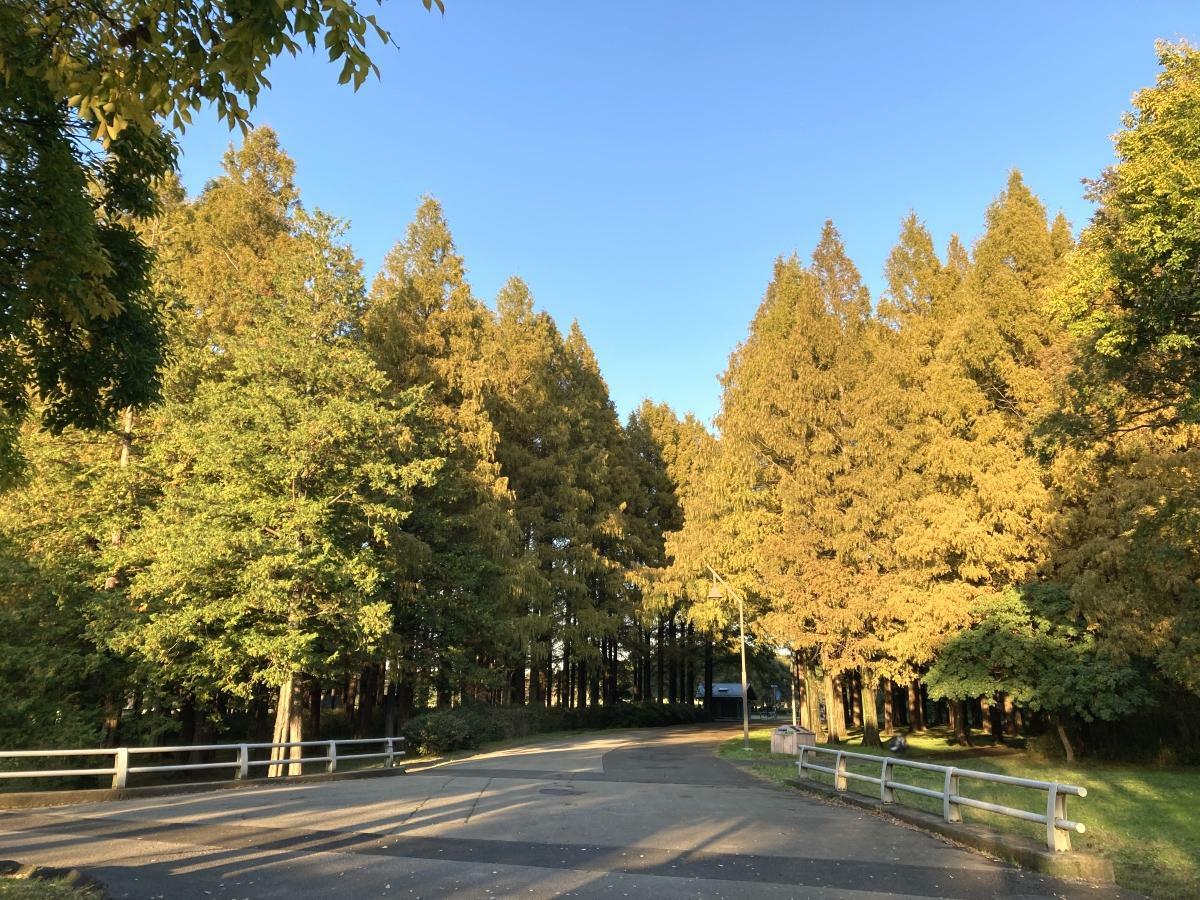 うっすら黄色に色付いたメタセコイアの森