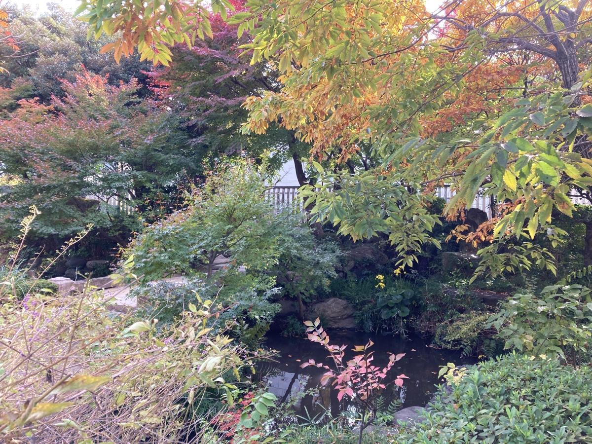 池のまわりの紅葉が鮮やか