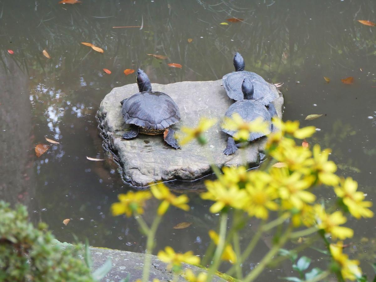 石の上で首を伸ばすカメたち