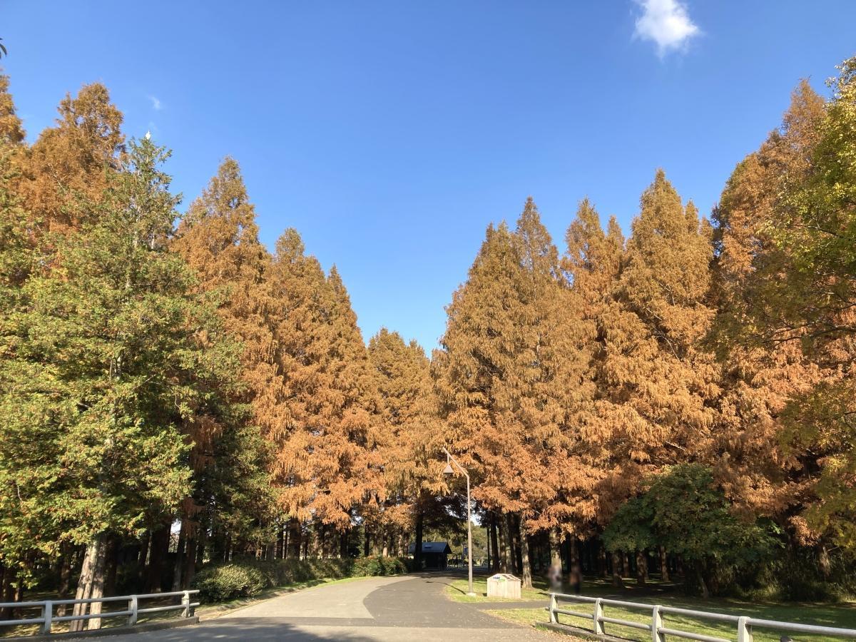 紅葉したメタセコイアの森の入口