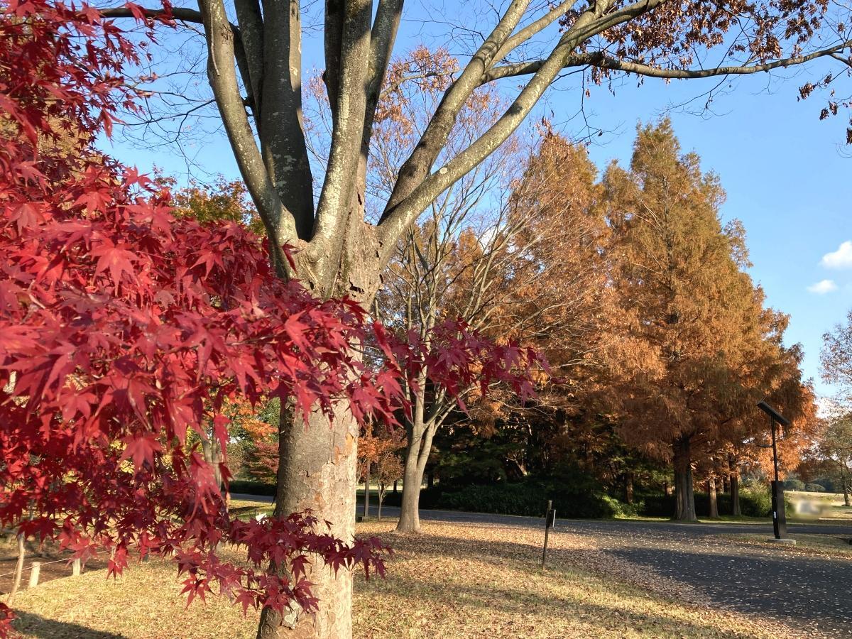 紅葉したカエデとメタセコイアの対比が鮮やか