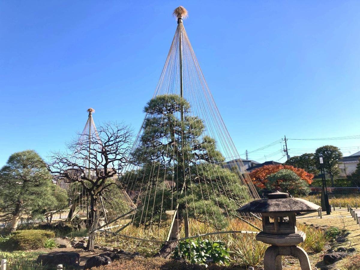 松の雪吊りが冬を告げる堀切菖蒲園