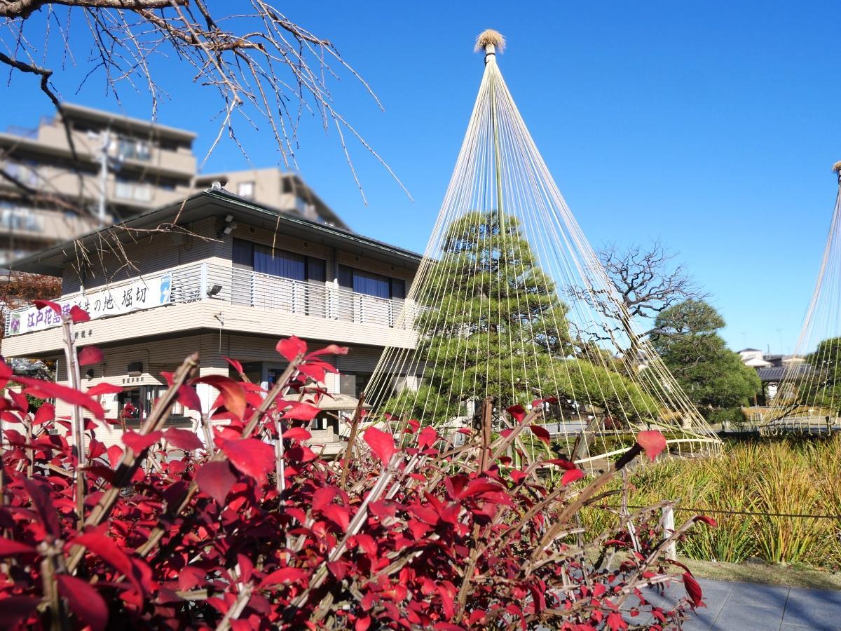 圃場の横を彩るニシキギの紅葉