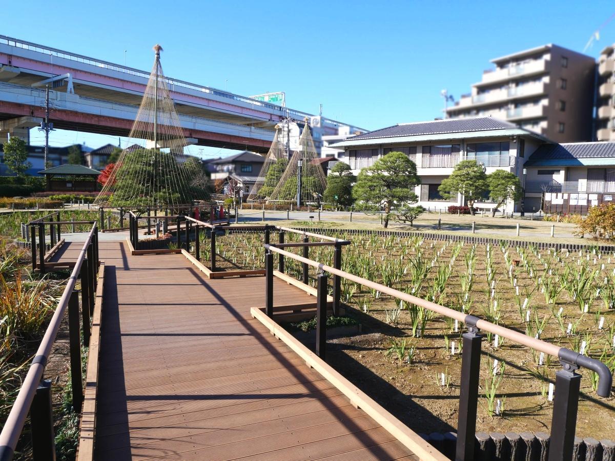 尖った葉が規則正しくのびる花菖蒲の圃場