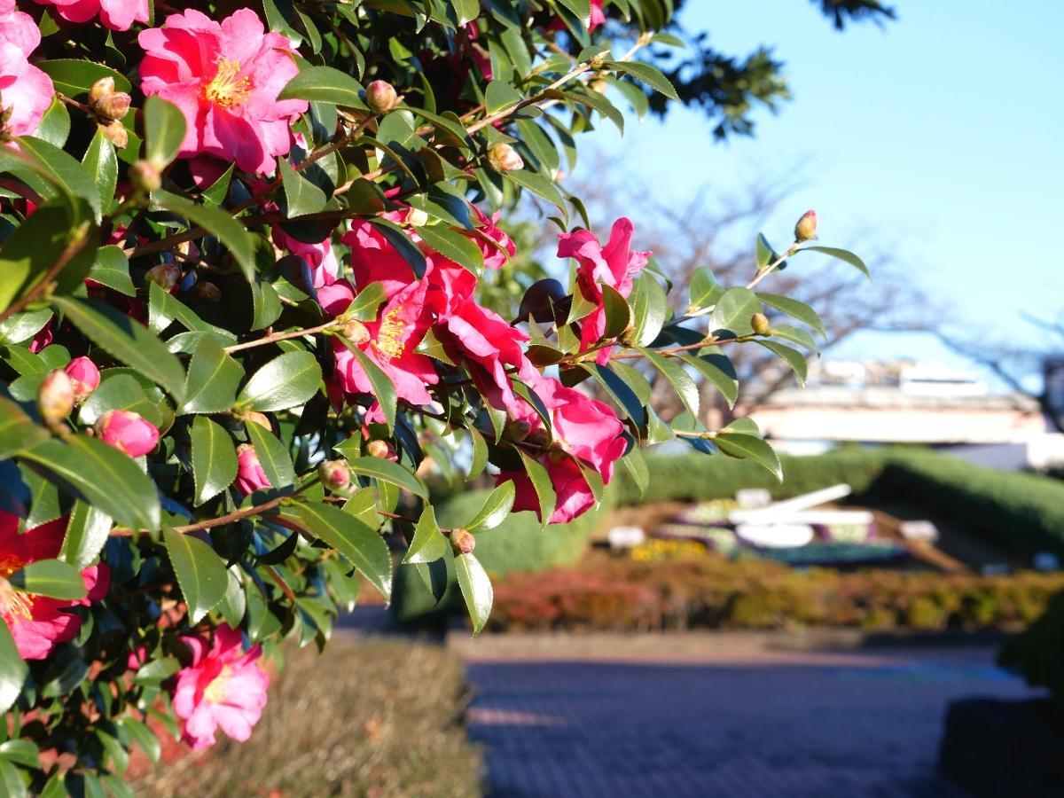 サザンカの向こうに花時計が見える