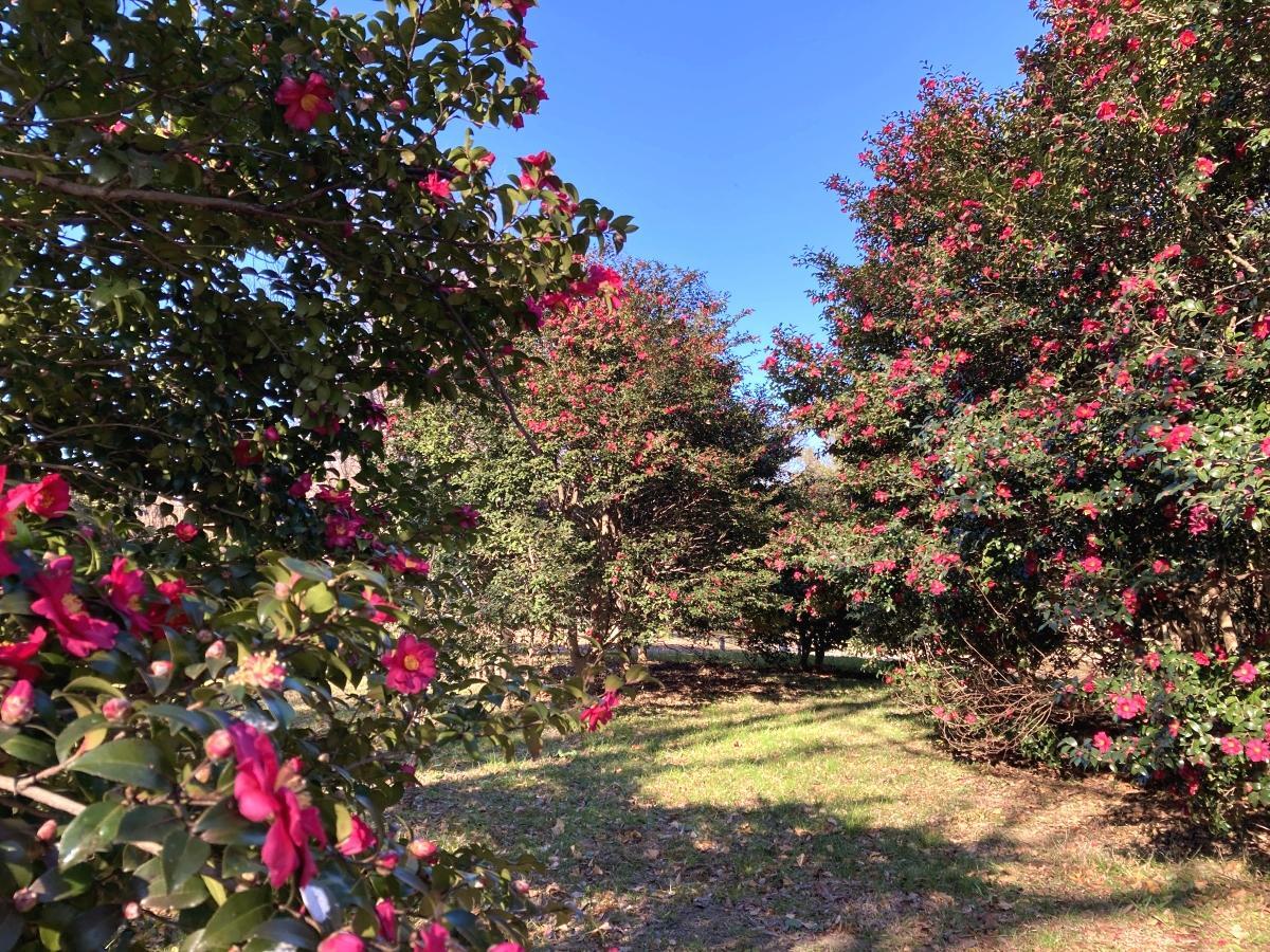 びっしり花を付けた圃場2区のサザンカの木々