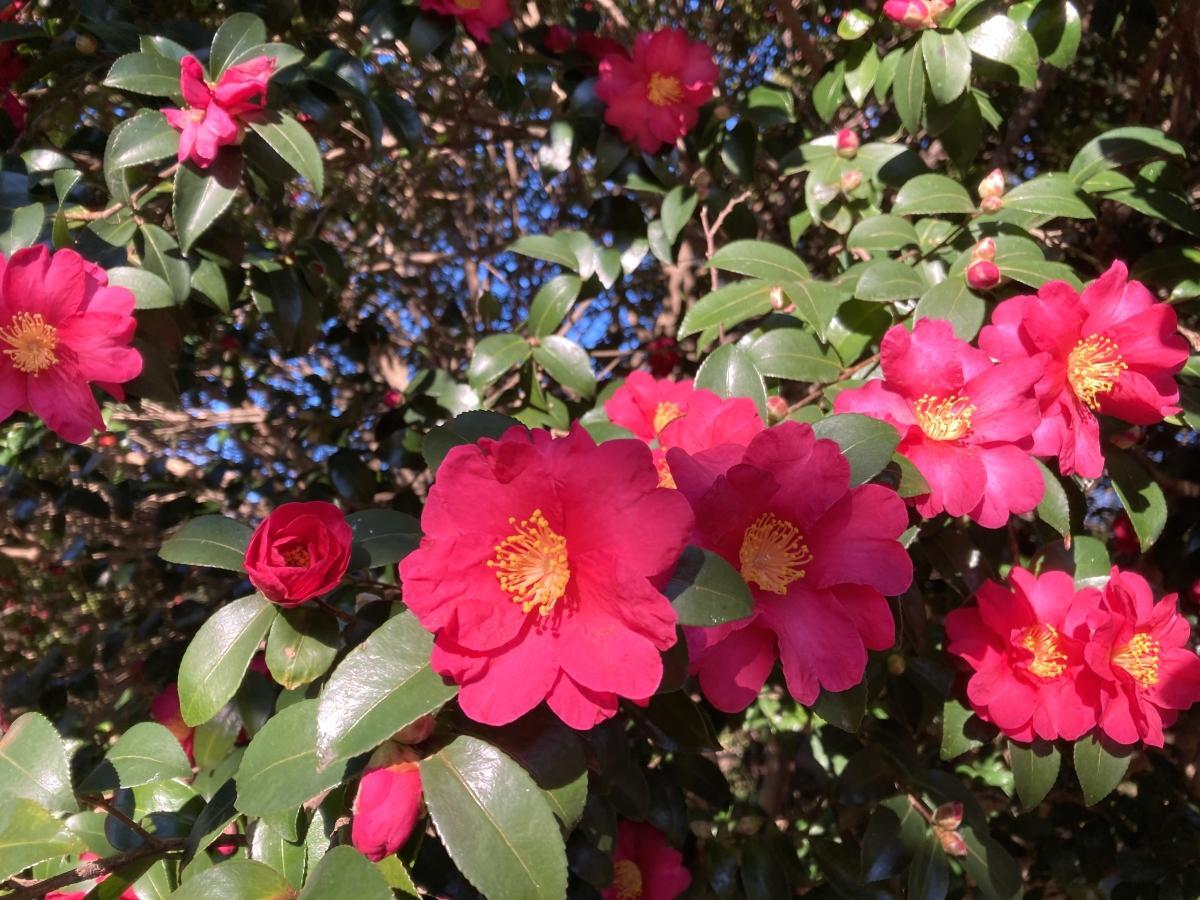 明るい紅色の花が見頃