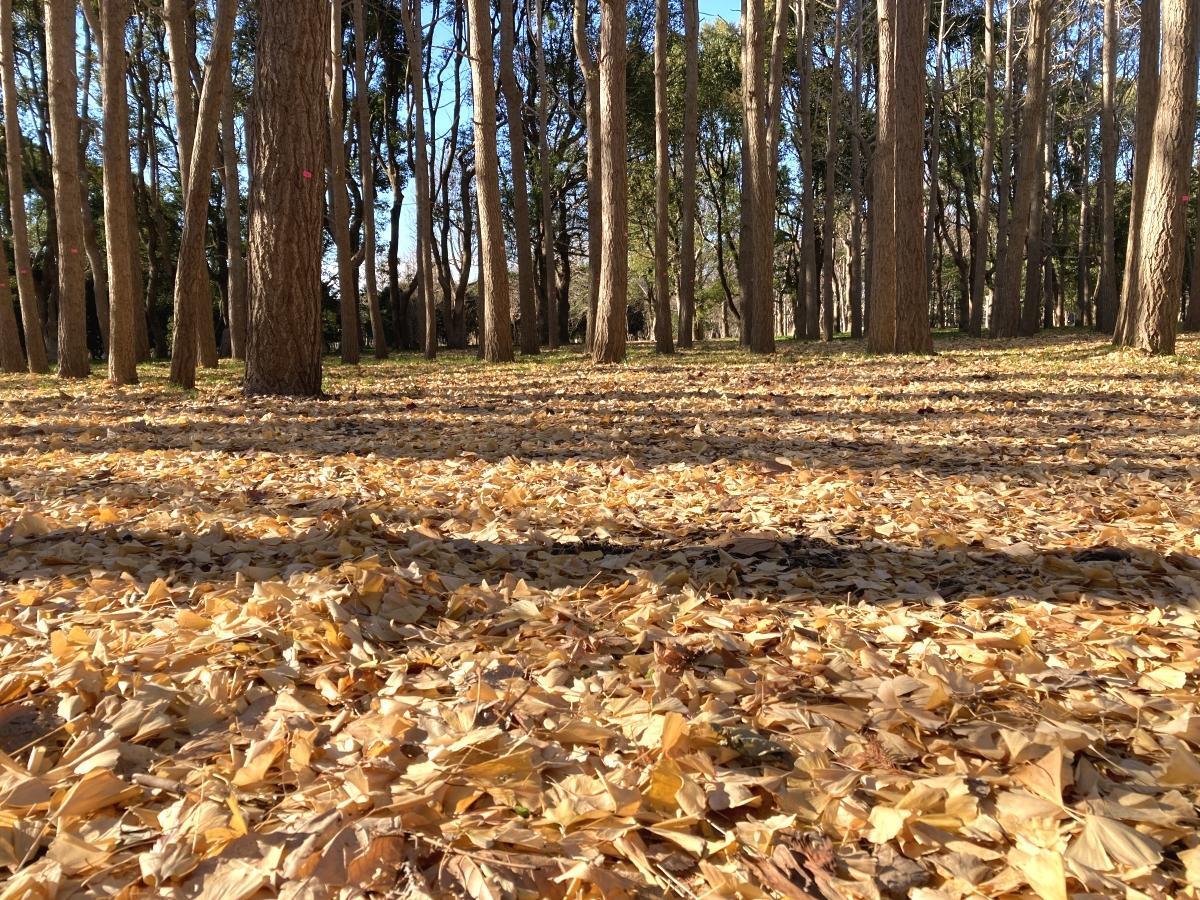 圃場1区のイチョウの葉のカーペット