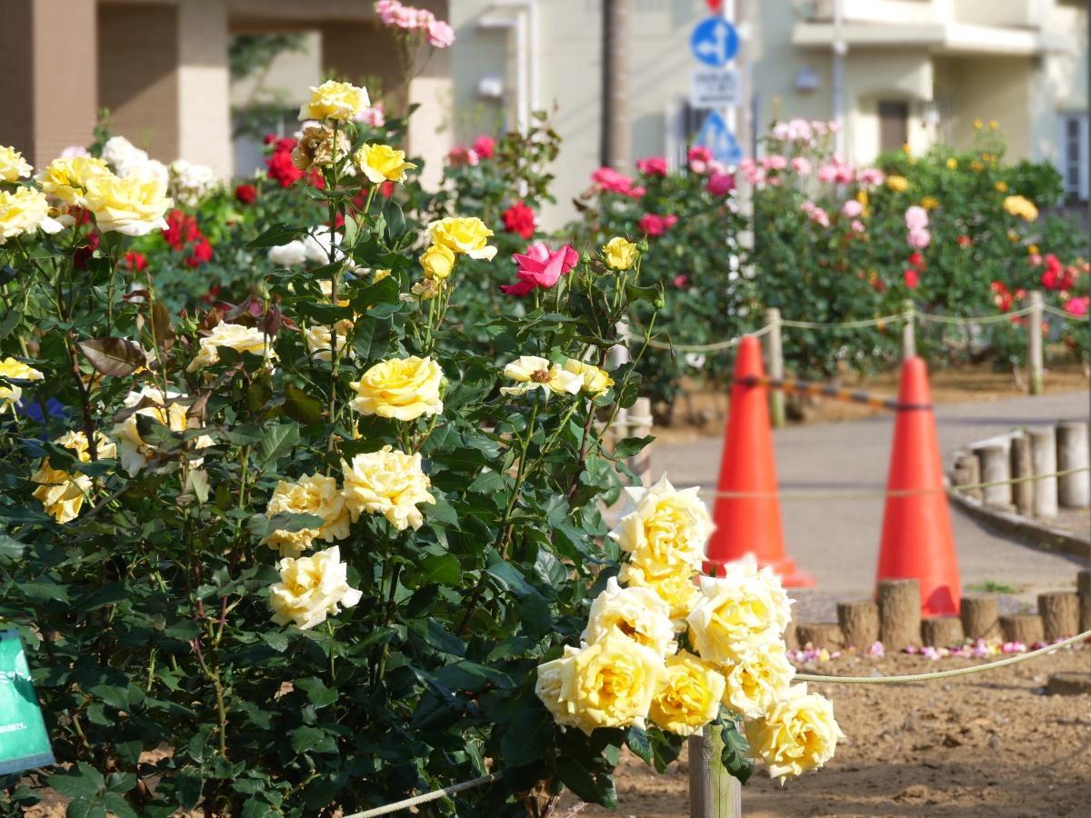湖に咲く薔薇　2枚セット　ヘルメスやゴジラに ジプシーソウル 🇩🇪#コルデス 2番花が咲き始めました👍 まだ、1