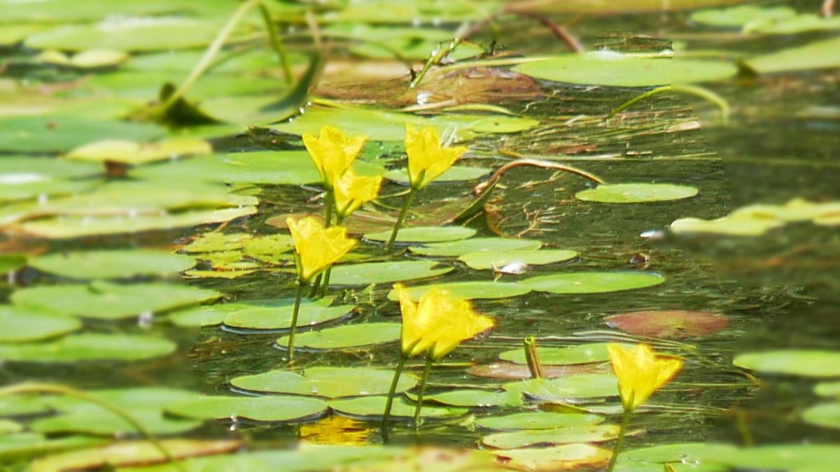 水道秋聖　「千野の池」 寒池雨水調整池（神奈川県横浜） - 水辺遍路