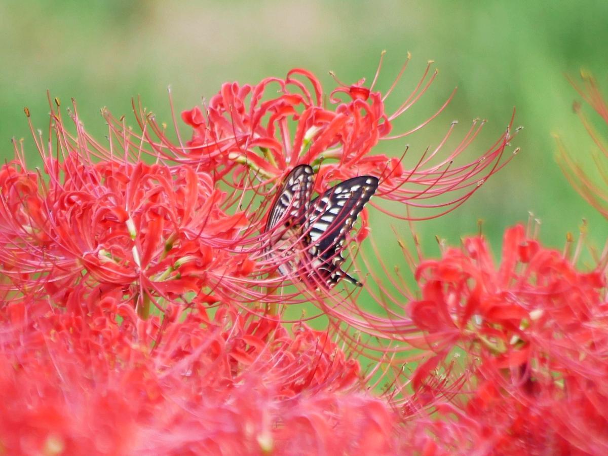 葛飾区】ヒガンバナの鮮烈な赤色に染まりゆく丘！水元公園の