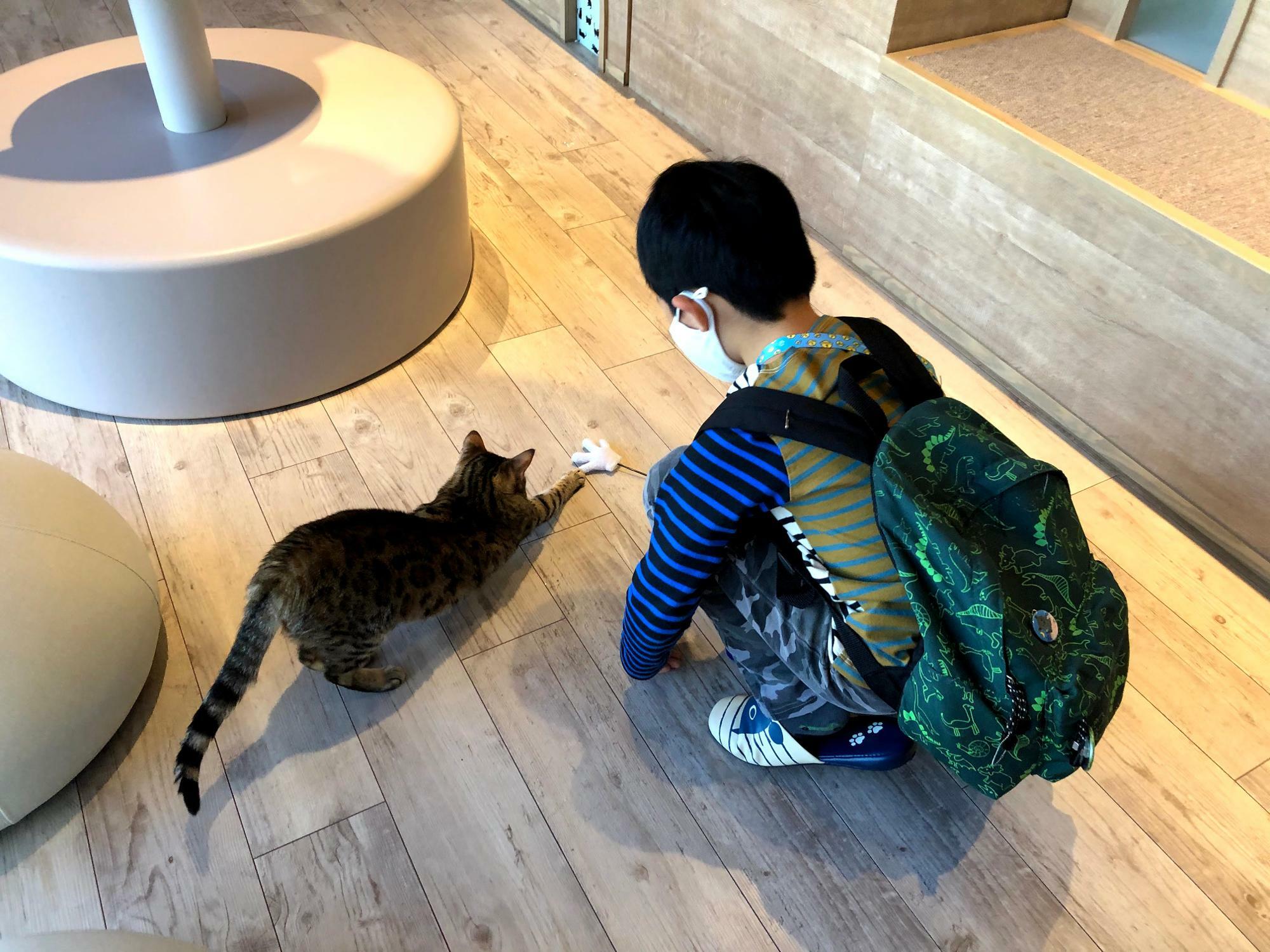 カワスイには空太郎が大好きな猫カフェがあるのである