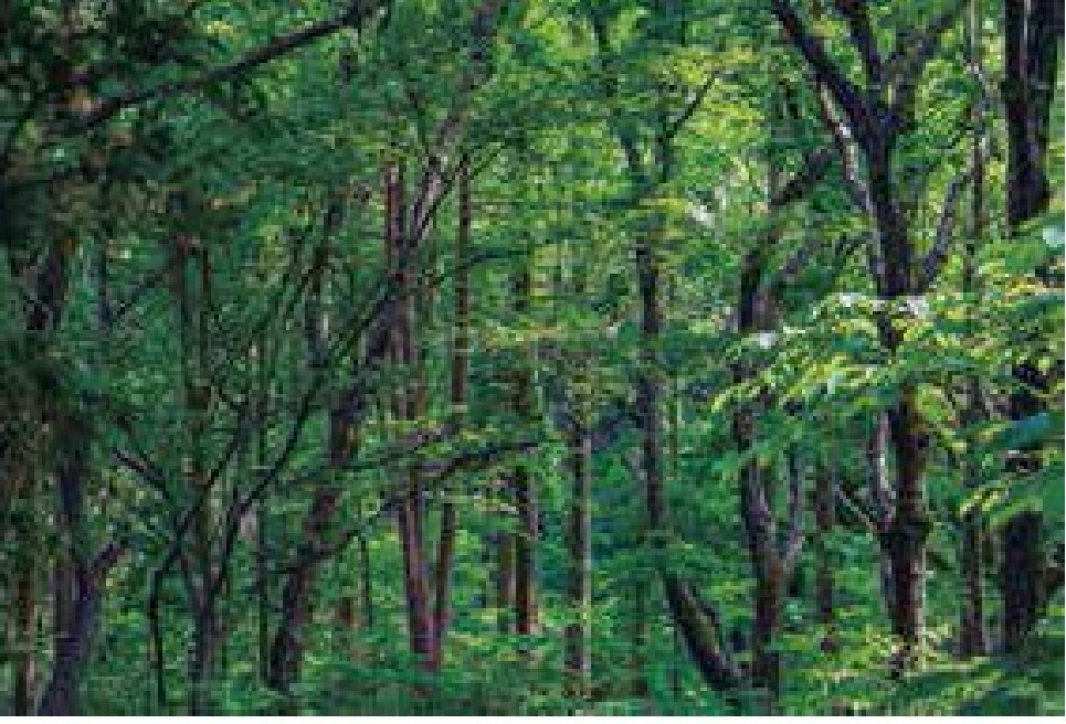 「緑地」という名前がふさわしい、生田の森には蛍も飛び交う