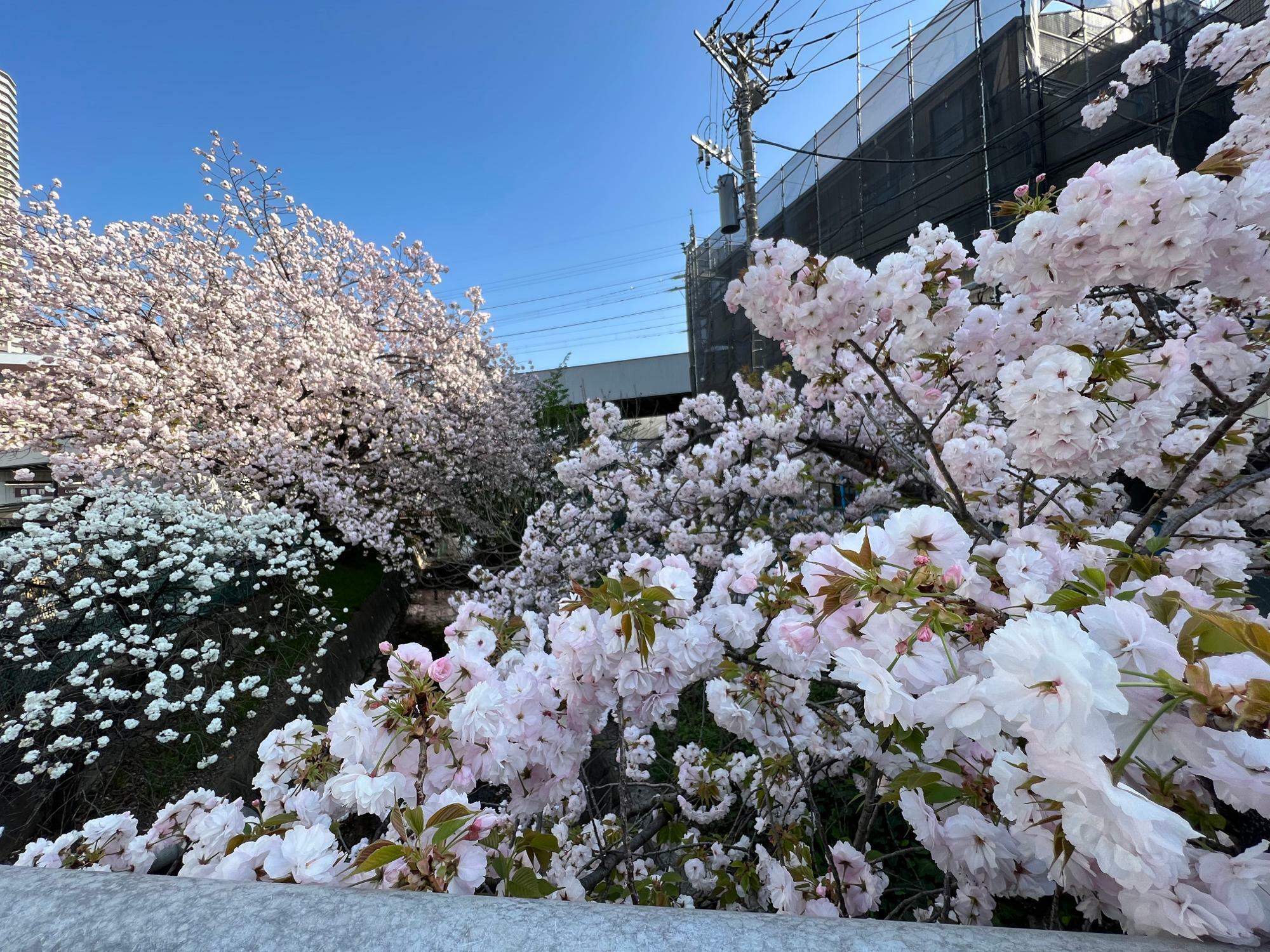 武蔵小杉エリアでも八重桜が満開
