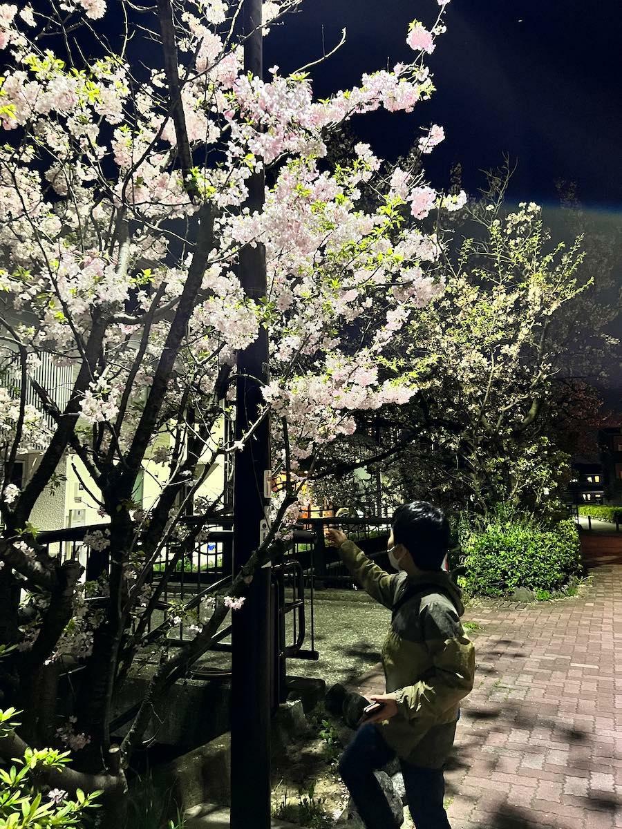 夜桜もきれいなのです（昨年の様子）