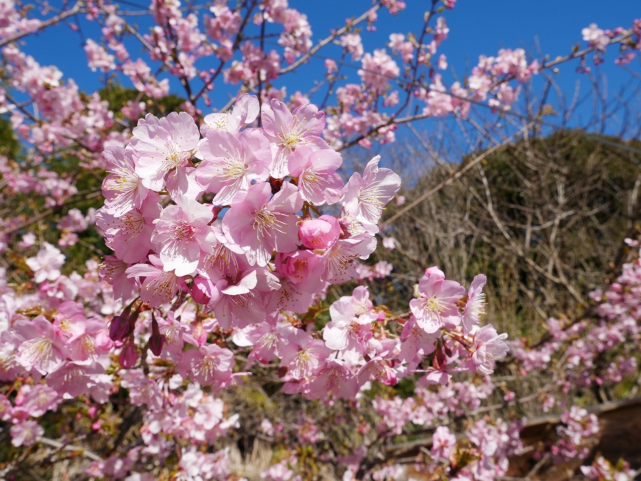 浜松市】中区「ばらの都苑研究畑」で河津桜鑑賞！満開は3月初旬頃!?（2