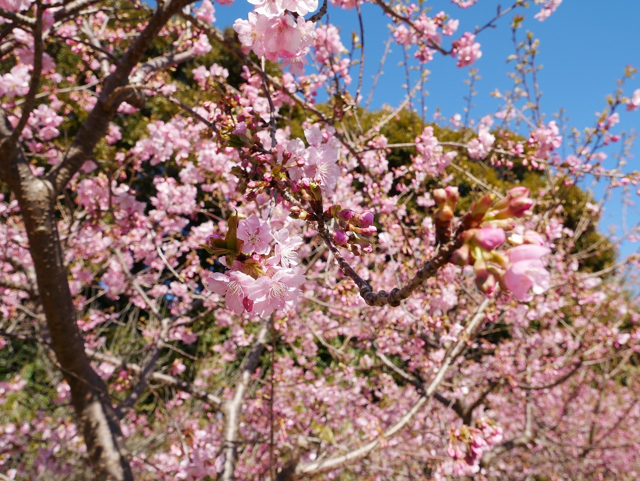 浜松市】中区「ばらの都苑研究畑」で河津桜鑑賞！満開は3月初旬頃!?（2