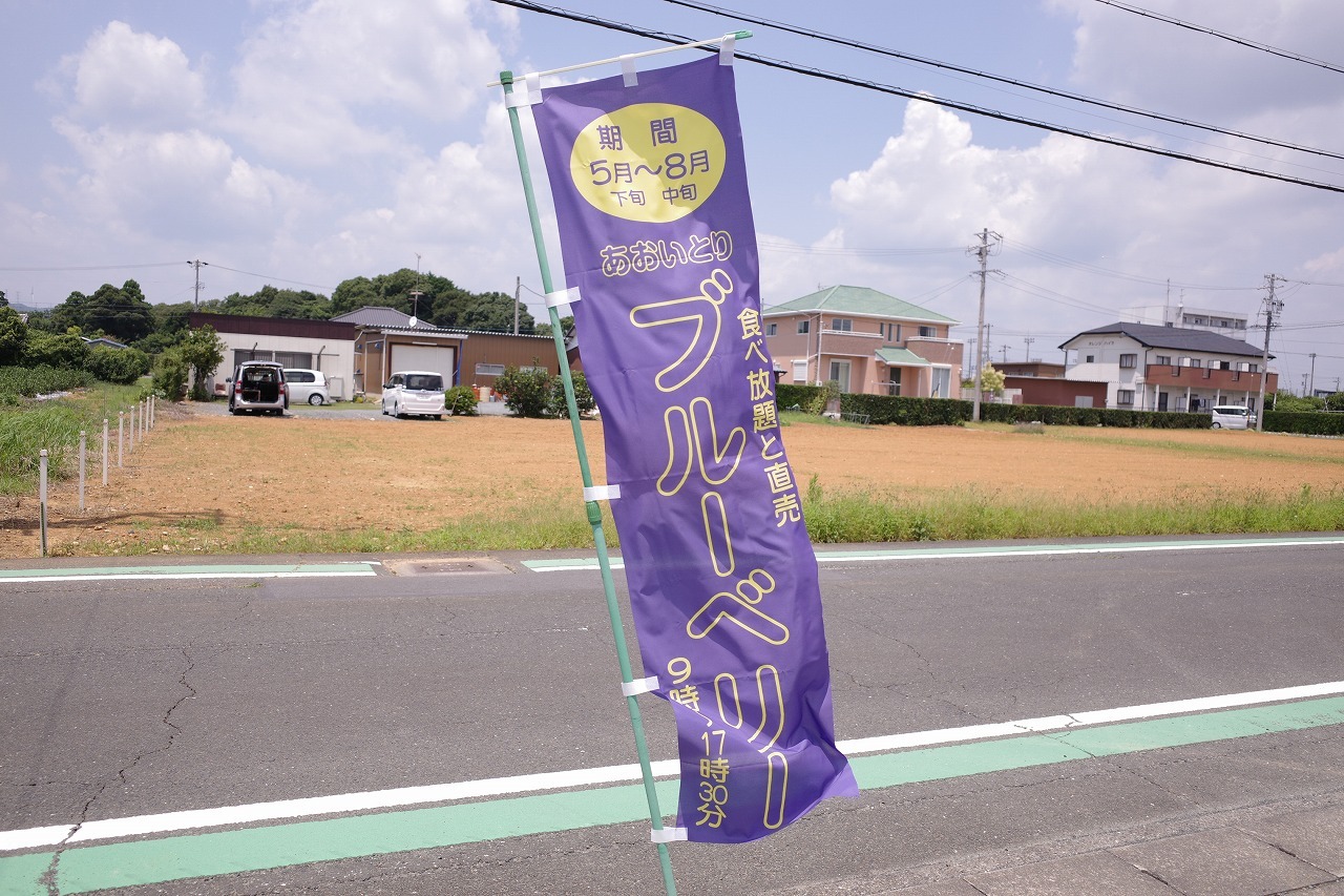 薄紫色の幟旗