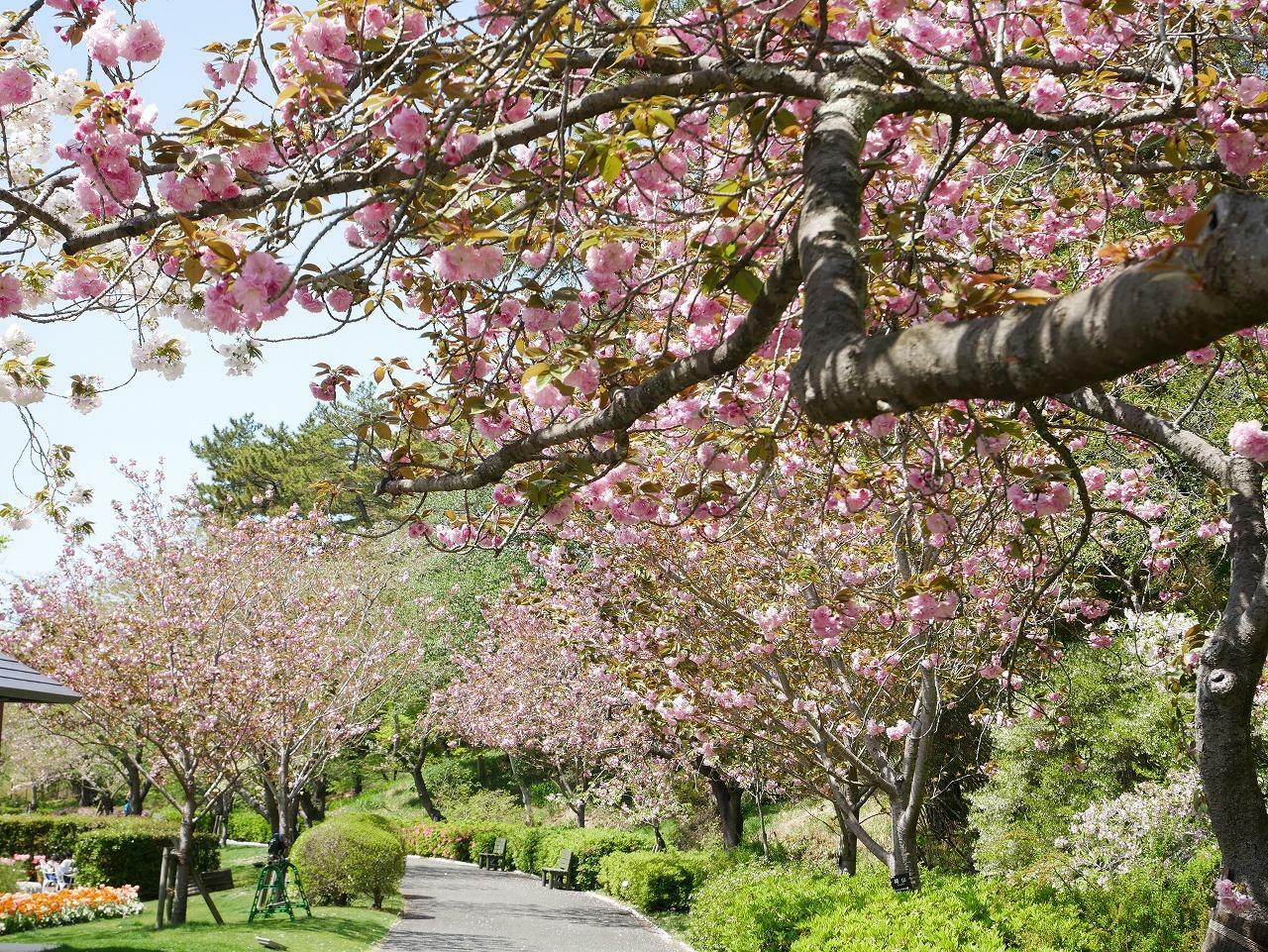 八重桜並木（2021年4月撮影）