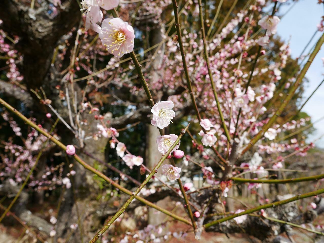 駐車場脇に咲く梅（思いのまま）の花
